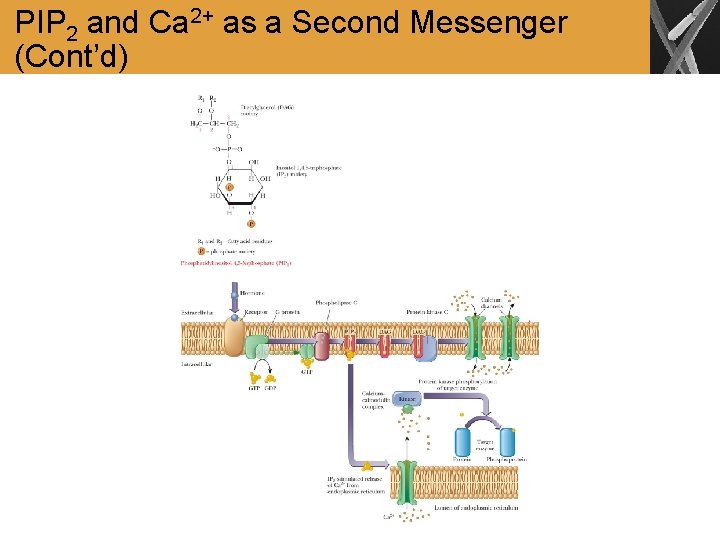 PIP 2 and Ca 2+ as a Second Messenger (Cont’d) 