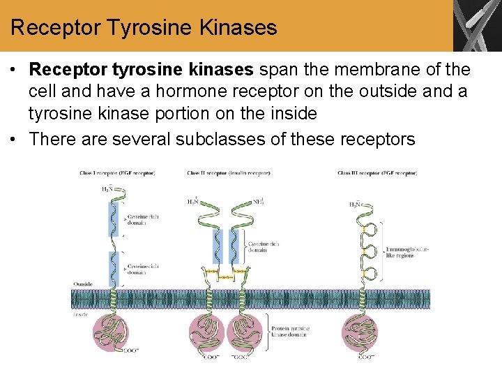 Receptor Tyrosine Kinases • Receptor tyrosine kinases span the membrane of the cell and