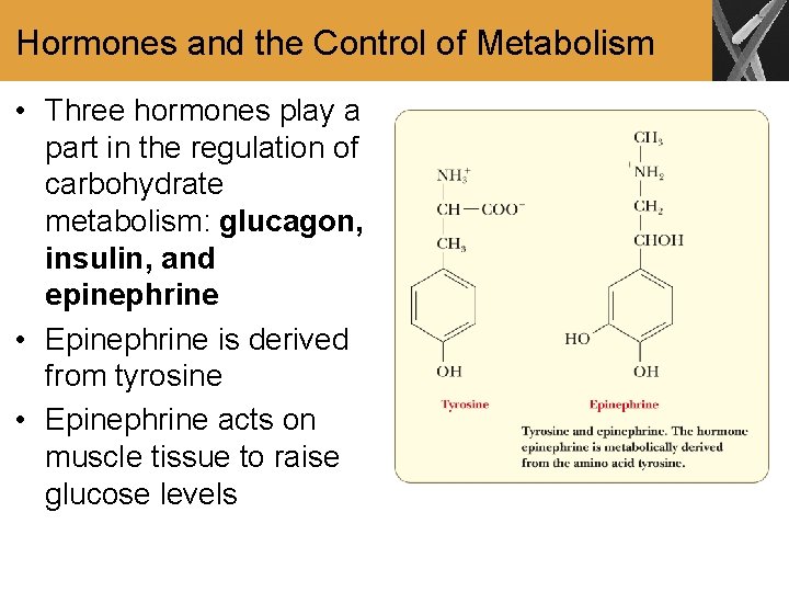 Hormones and the Control of Metabolism • Three hormones play a part in the
