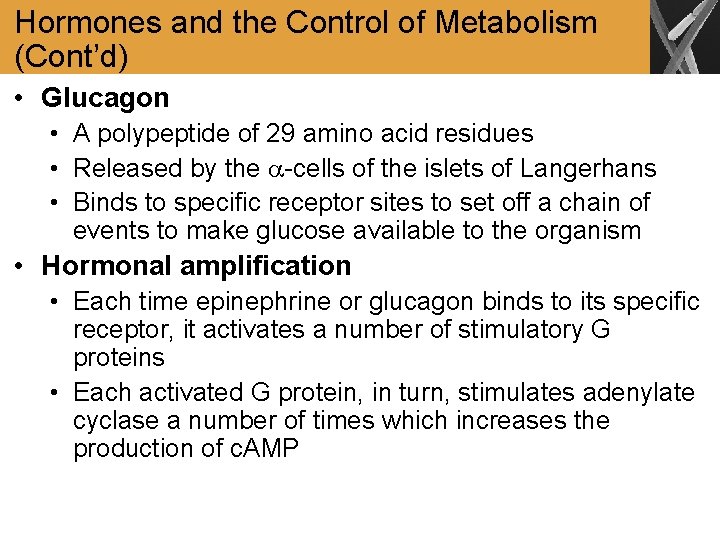 Hormones and the Control of Metabolism (Cont’d) • Glucagon • A polypeptide of 29