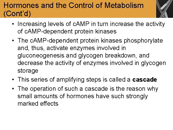Hormones and the Control of Metabolism (Cont’d) • Increasing levels of c. AMP in