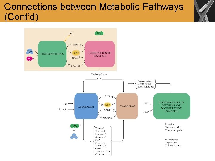 Connections between Metabolic Pathways (Cont’d) 