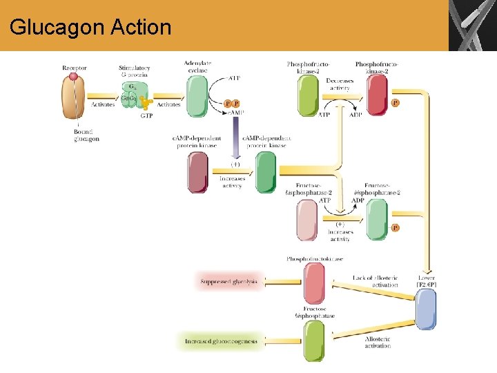 Glucagon Action 