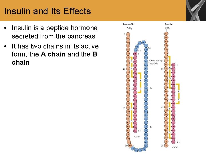 Insulin and Its Effects • Insulin is a peptide hormone secreted from the pancreas