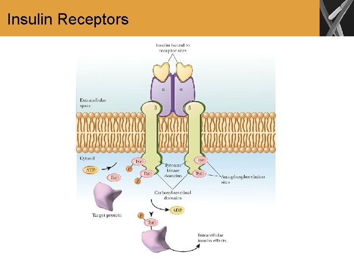 Insulin Receptors 