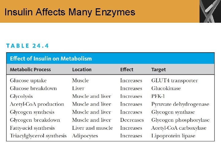 Insulin Affects Many Enzymes 