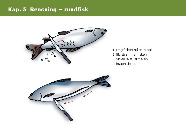 Kap. 5 Rensning – rundfisk 1. Læg fisken på en plade 2. Skrab slim