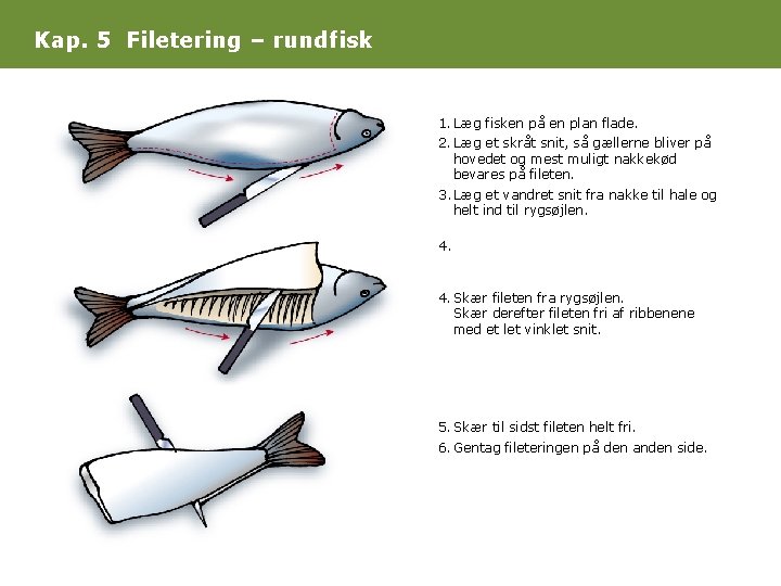 Kap. 5 Filetering – rundfisk 1. Læg fisken på en plan flade. 2. Læg