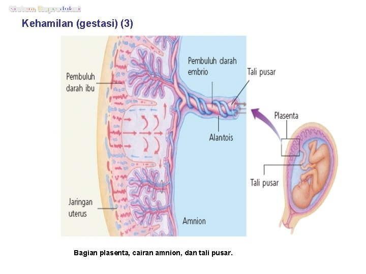 Kehamilan (gestasi) (3) Bagian plasenta, cairan amnion, dan tali pusar. 