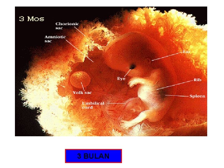 3 BULAN 