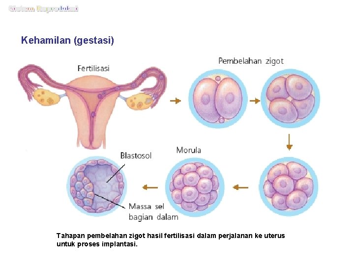 Kehamilan (gestasi) Tahapan pembelahan zigot hasil fertilisasi dalam perjalanan ke uterus untuk proses implantasi.