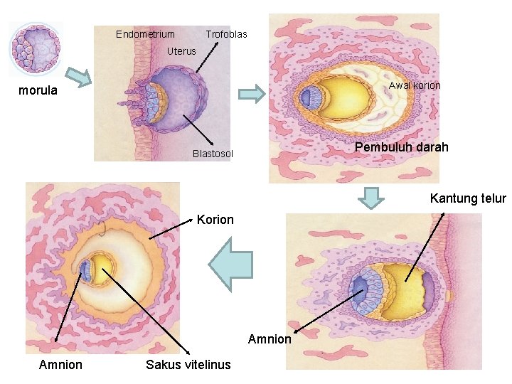 Endometrium Trofoblas Uterus Awal korion morula Pembuluh darah Blastosol Kantung telur Korion Amnion Sakus