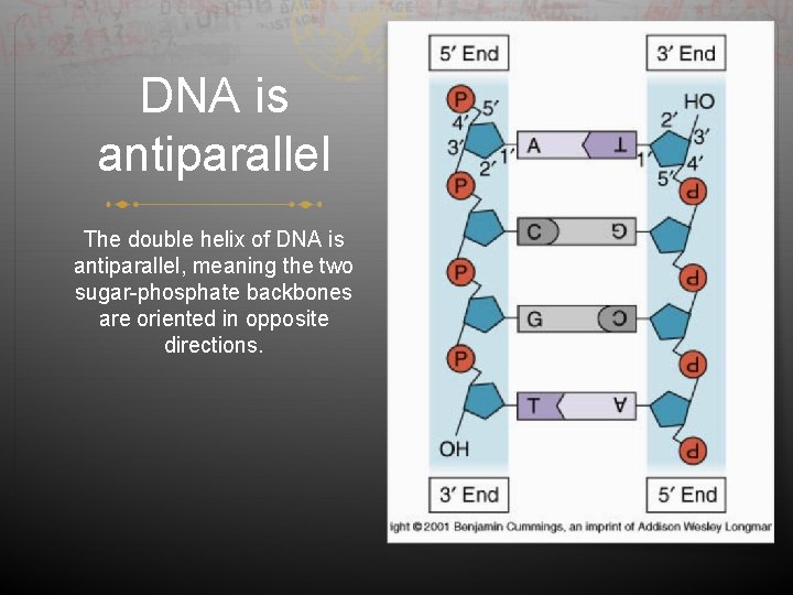 DNA is antiparallel The double helix of DNA is antiparallel, meaning the two sugar-phosphate