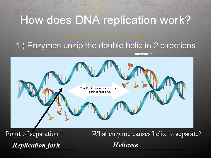 How does DNA replication work? 1. ) Enzymes unzip the double helix in 2