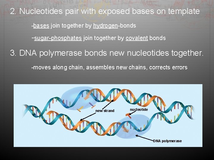2. Nucleotides pair with exposed bases on template -bases join together by hydrogen-bonds -sugar-phosphates