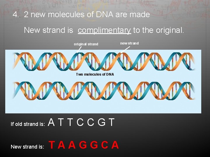 4. 2 new molecules of DNA are made New strand is complimentary to the