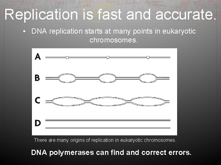 Replication is fast and accurate. • DNA replication starts at many points in eukaryotic
