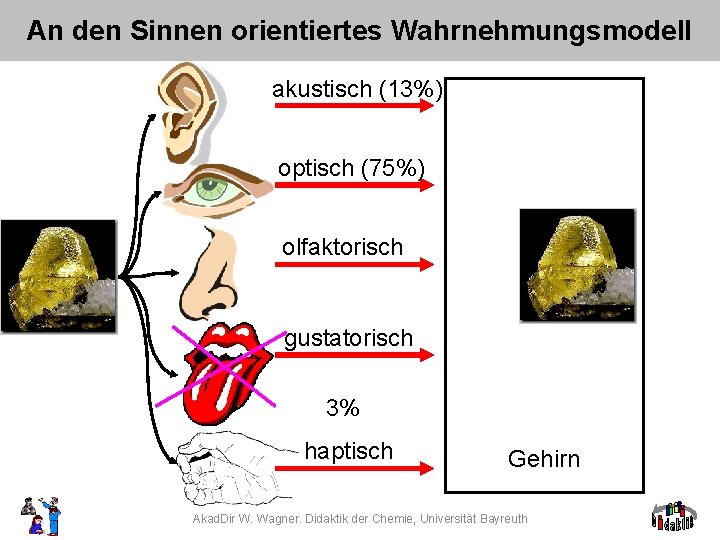 An den Sinnen orientiertes Wahrnehmungsmodell akustisch (13%) optisch (75%) olfaktorisch gustatorisch 3% haptisch Gehirn