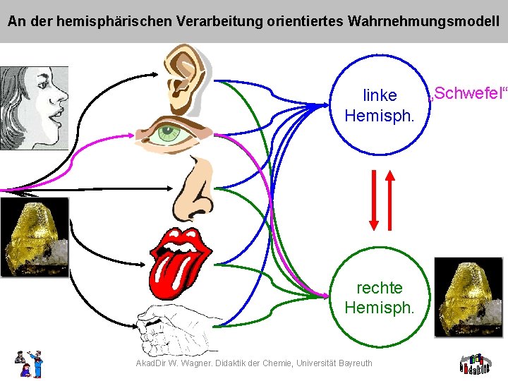 An der hemisphärischen Verarbeitung orientiertes Wahrnehmungsmodell „Schwefel“ linke Hemisph. rechte Hemisph. Akad. Dir W.