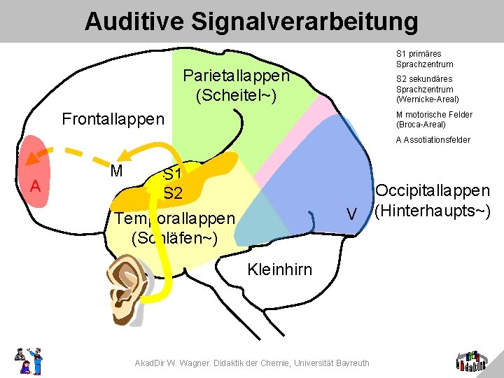 Auditive Signalverarbeitung S 1 primäres Sprachzentrum Parietallappen (Scheitel~) S 2 sekundäres Sprachzentrum (Wernicke-Areal) Frontallappen