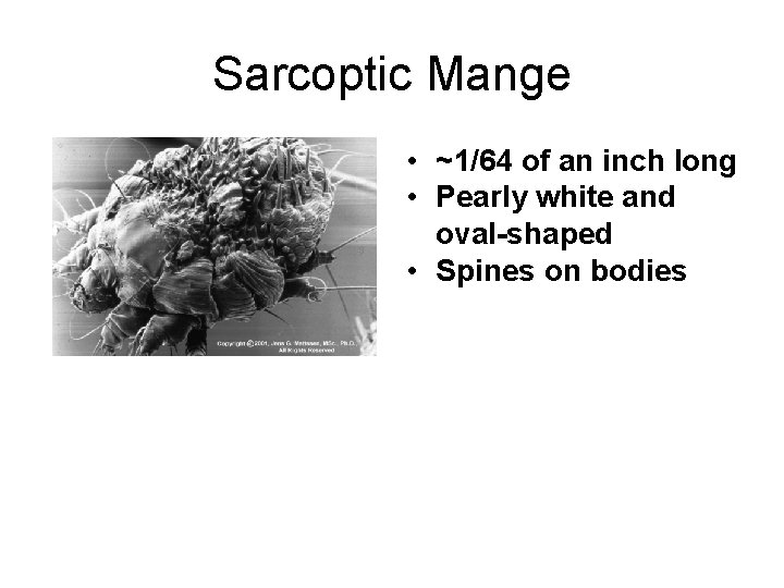 Sarcoptic Mange • ~1/64 of an inch long • Pearly white and oval-shaped •