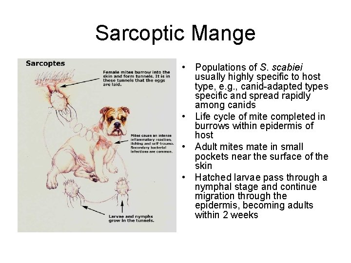 Sarcoptic Mange • Populations of S. scabiei usually highly specific to host type, e.