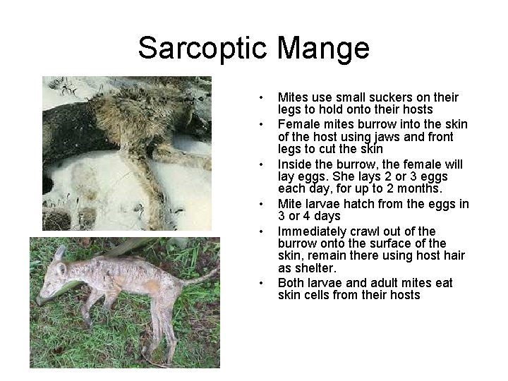 Sarcoptic Mange • • • Mites use small suckers on their legs to hold