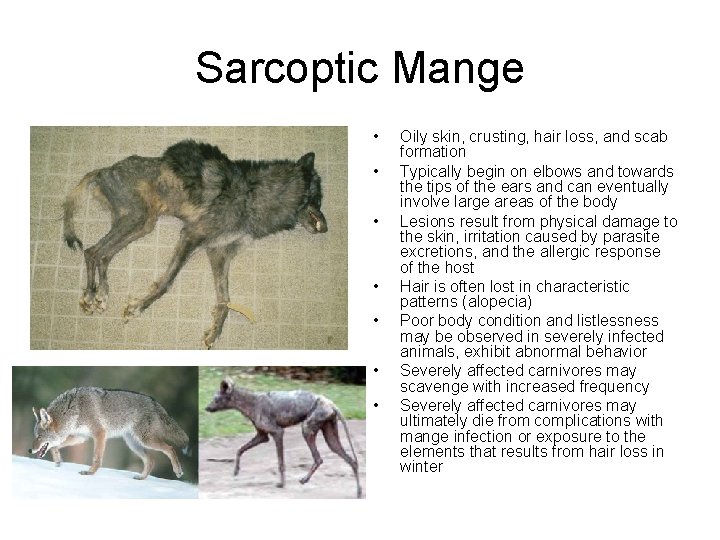Sarcoptic Mange • • Oily skin, crusting, hair loss, and scab formation Typically begin