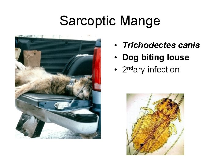 Sarcoptic Mange • Trichodectes canis • Dog biting louse • 2 ndary infection 