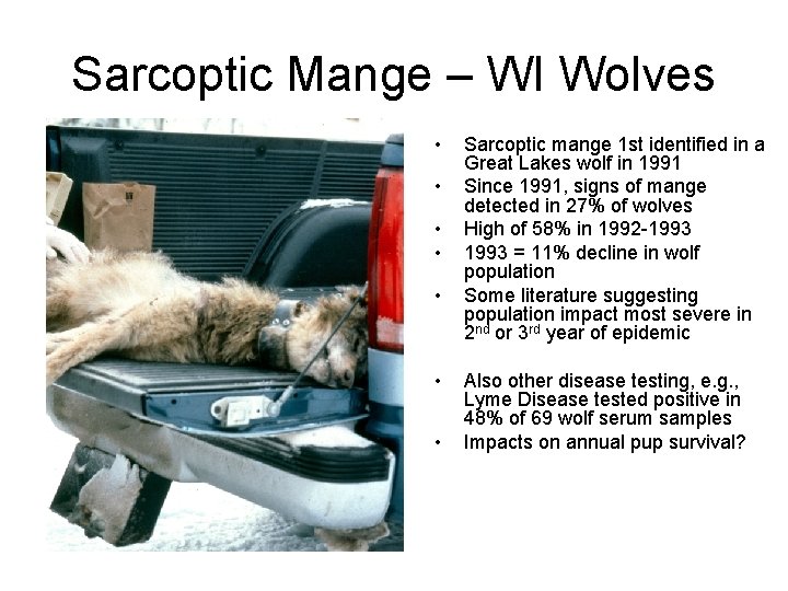 Sarcoptic Mange – WI Wolves • • Sarcoptic mange 1 st identified in a