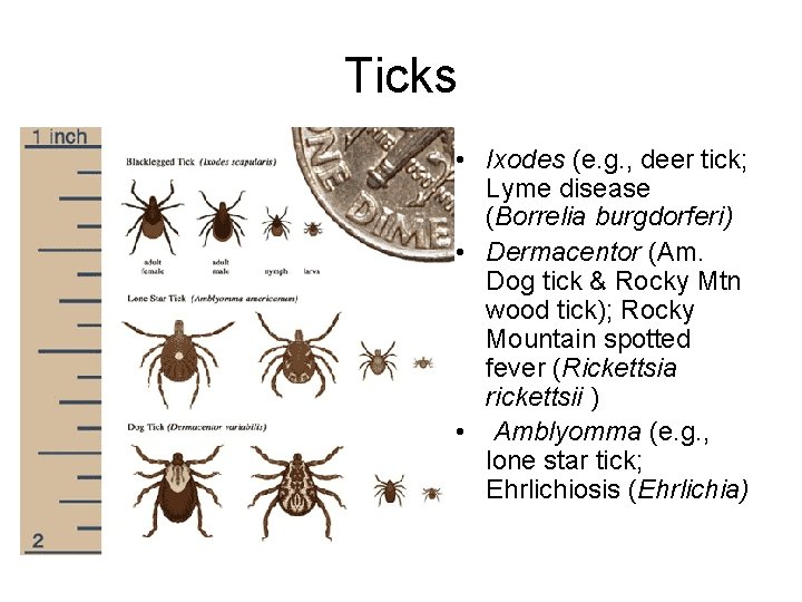 Ticks • Ixodes (e. g. , deer tick; Lyme disease (Borrelia burgdorferi) • Dermacentor