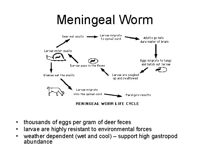 Meningeal Worm • thousands of eggs per gram of deer feces • larvae are