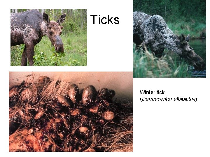 Ticks Winter tick (Dermacentor albipictus) 