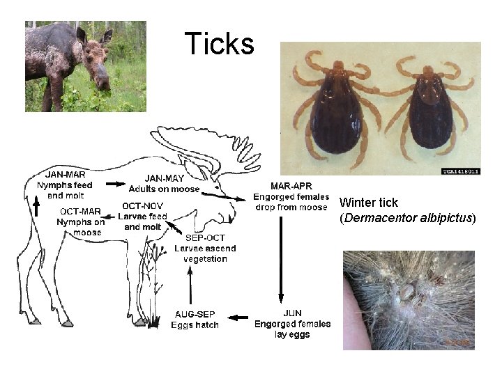 Ticks Winter tick (Dermacentor albipictus) 