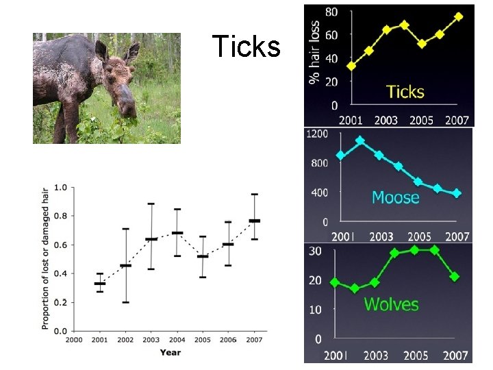 Ticks 