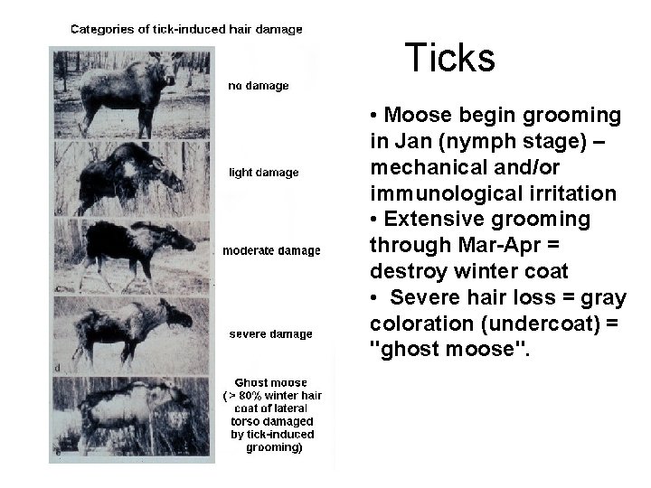 Ticks • Moose begin grooming in Jan (nymph stage) – mechanical and/or immunological irritation