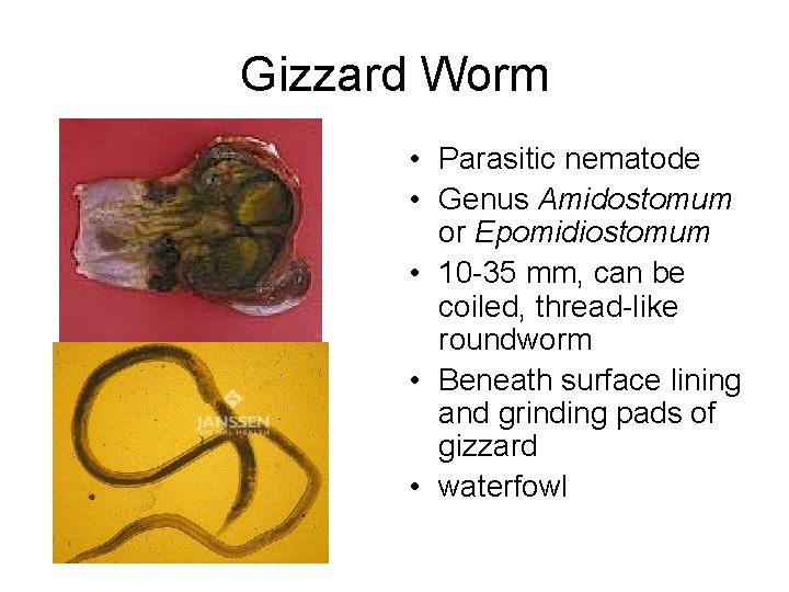 Gizzard Worm • Parasitic nematode • Genus Amidostomum or Epomidiostomum • 10 -35 mm,