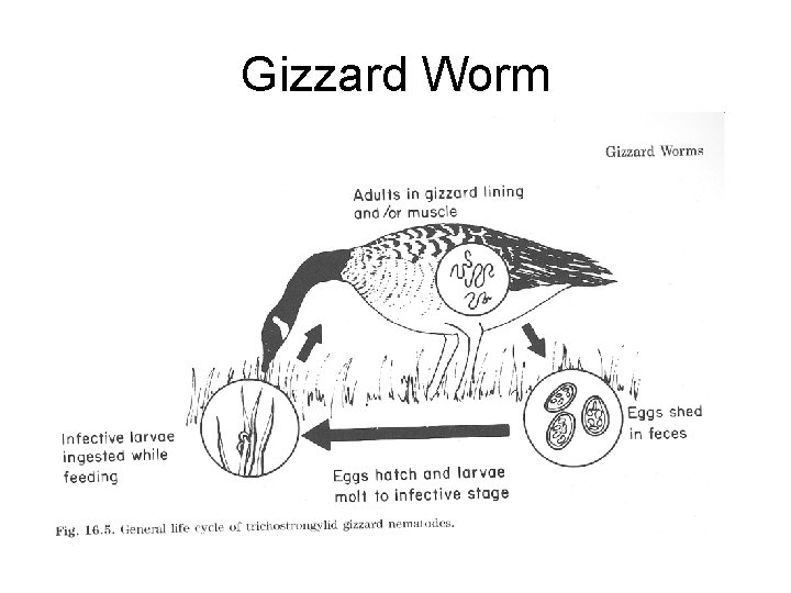 Gizzard Worm 