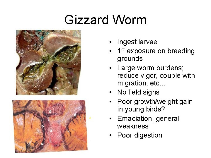 Gizzard Worm • Ingest larvae • 1 st exposure on breeding grounds • Large