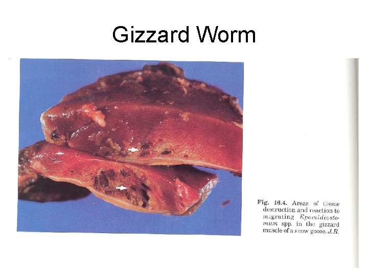 Gizzard Worm 