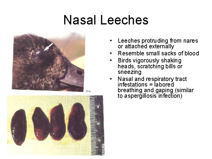 Nasal Leeches • Leeches protruding from nares or attached externally • Resemble small sacks