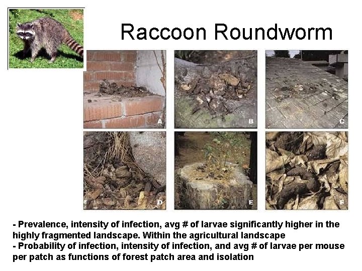 Raccoon Roundworm - Prevalence, intensity of infection, avg # of larvae significantly higher in