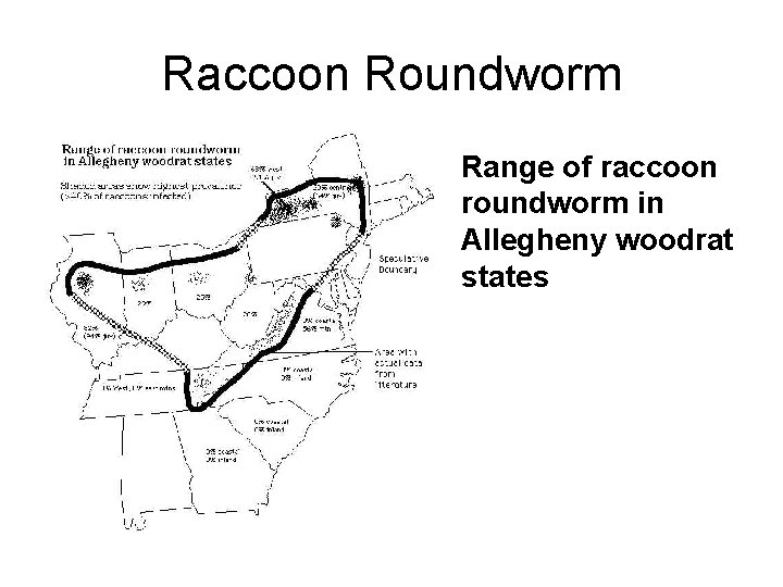 Raccoon Roundworm • Range of raccoon roundworm in Allegheny woodrat states 