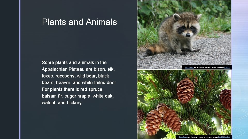 z Plants and Animals Some plants and animals in the Appalachian Plateau are bison,