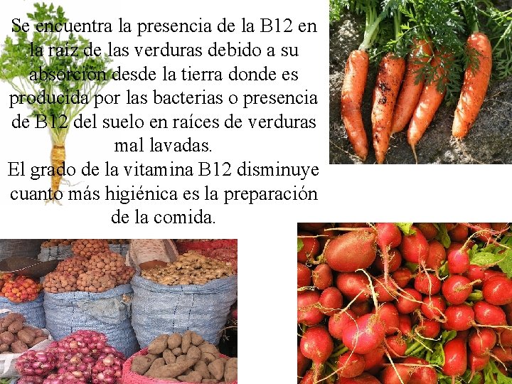 Se encuentra la presencia de la B 12 en la raíz de las verduras