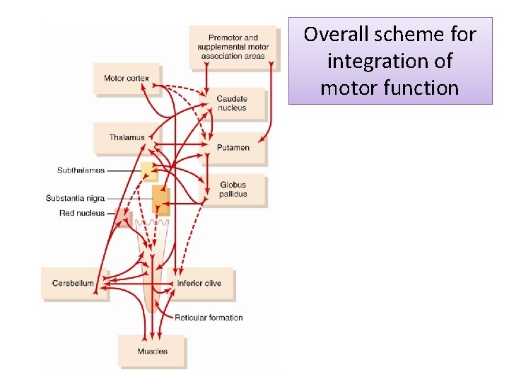 Overall scheme for integration of motor function 