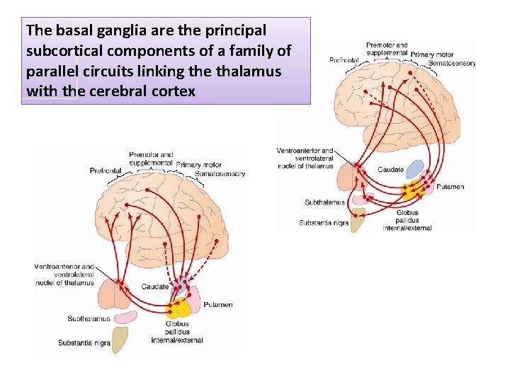 The basal ganglia are the principal subcortical components of a family of parallel circuits