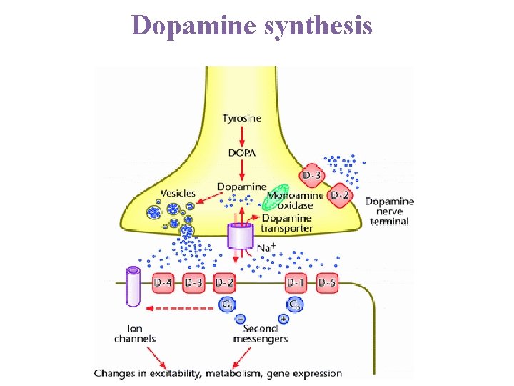 Dopamine synthesis 