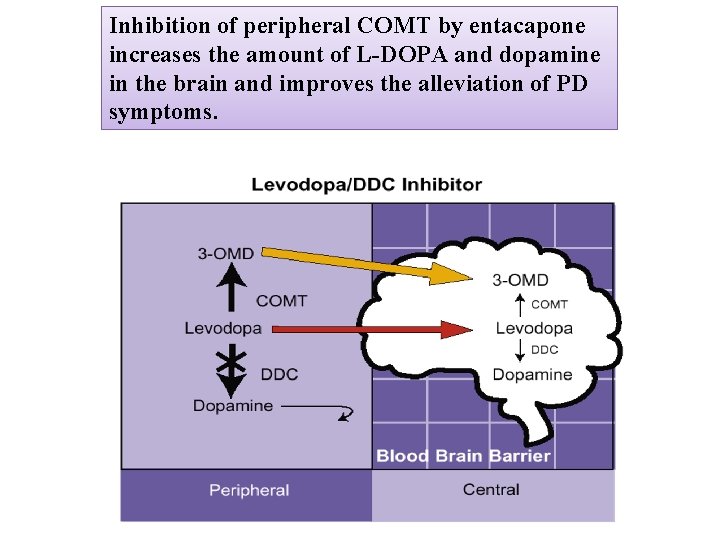 Inhibition of peripheral COMT by entacapone increases the amount of L-DOPA and dopamine in