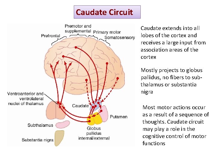 Caudate Circuit Caudate extends into all lobes of the cortex and receives a large